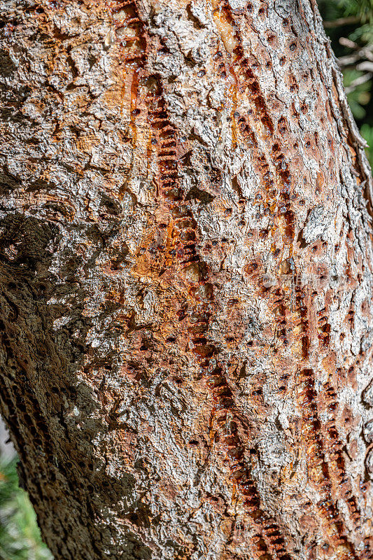 一棵白皮松被一种红胸树胶(Sphyrapicus ruber)钻出的洞。北美洲西海岸森林中的一种中等大小的啄木鸟。位于加州内华达山脉的弗吉尼亚湖。Mono县。Toiyabe国家
